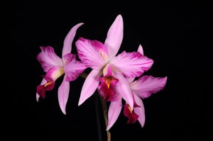 Laelia anceps fma. lineata SanBar Striata Nana' AM/AOS 81 pts.